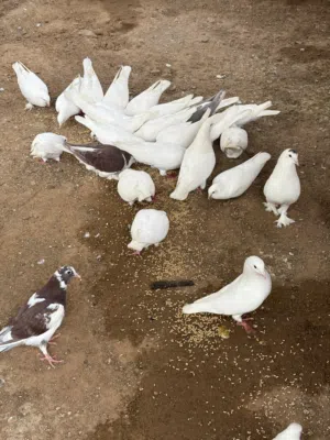 حمام لاحم ابيض