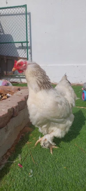 دجاج براهما