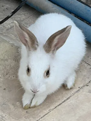 أرانب بصحه جيده يتواجد 3