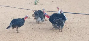 ديك رومي العمر من 7 بي 8 شهور انضاف ماشاءالله