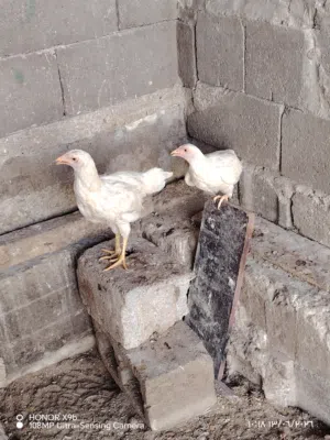 دجاجات عرب لون ابيض