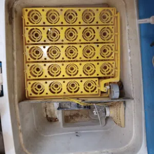 فقاسة للبيع