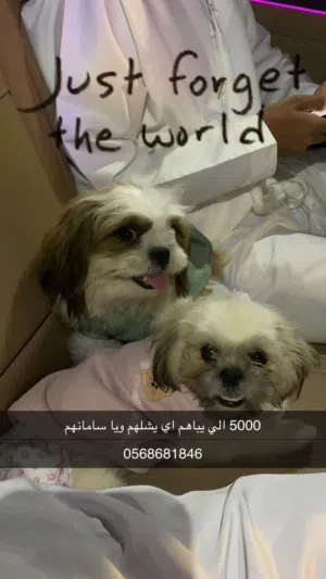 كلاب شيتزو ذكر وأنثى