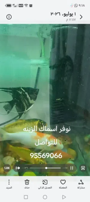 أسماك زينه للبيع