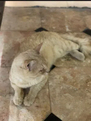 قط شيرازي اقرأ الوصف