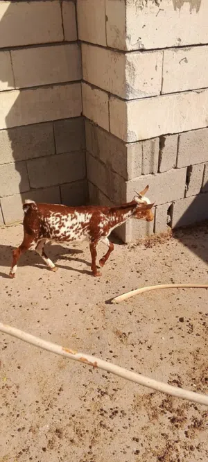 السلام عليكم اخوان صخل صلالي خط أول