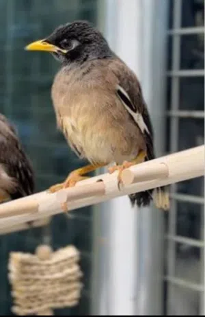 للبيع فروخ طيور المينا