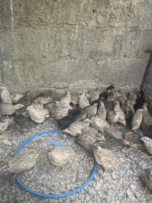 للبيع اربع حبات ريال وميه