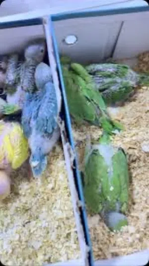 مطلوب افراخ دره