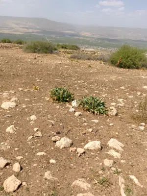 Farm Land for Sale in Irbid Other