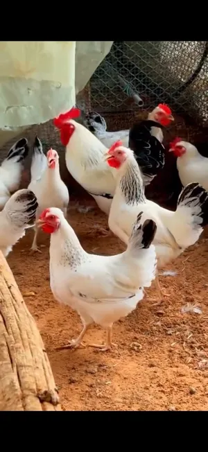 ‏دجاج‏3