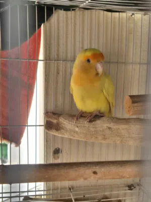 orange face love bird