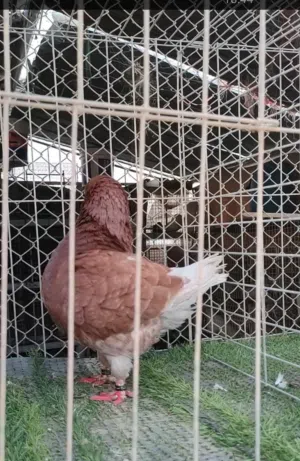 حمام مدينة امريكي زوج
