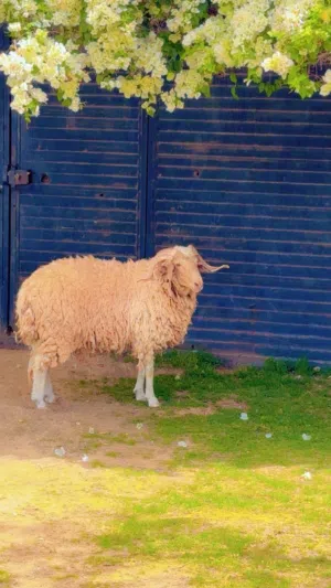 خروف للبيع العمر سنه المكان وادي الربيع