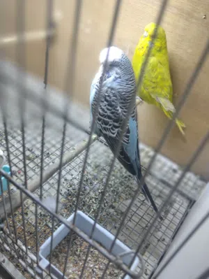 طيور الحب انكليزيات