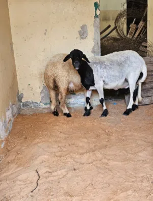 نعجه ربي يبارك تحتها فطيمه 4 شهور ونص