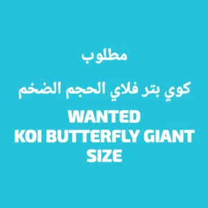 مطلوب كوي بتر فلاي الحجم الضخم