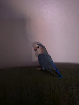 للبيع زوج روز