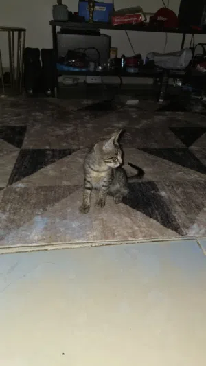 kitten for adoption 3 months old