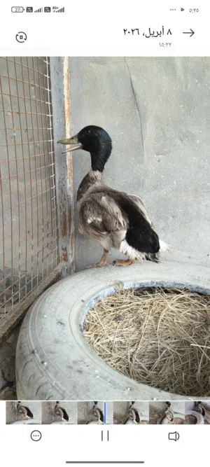 بش خضيري اصلي