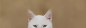 ابحث عن كلب حشاكم للتبني مش بيع