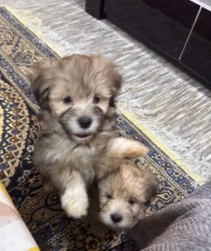 للبيع مالتيز بيور Maltese Pure