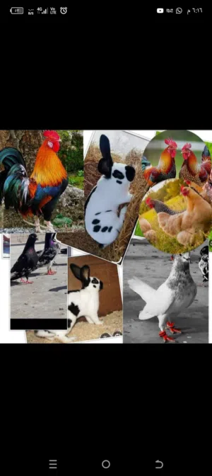 مطلوب جميع انواع الطيور والحيوانات الأليفة