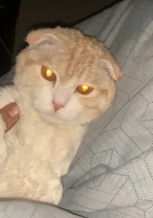 قطط سكوتش فولد
