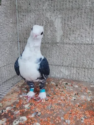 طير سنتلايت اليف
