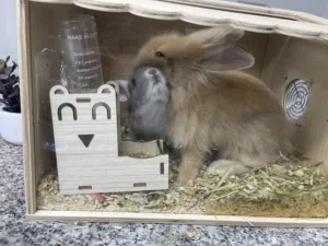 Bunny’s 3-4 months old