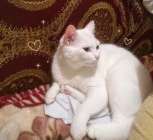 بيع القطط في بنها