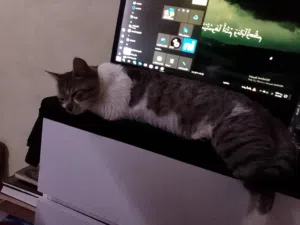 قط شيرازي ذكر الليف لعوب مره ...تبني