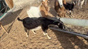 Goat healthy/active. Today 23/5 one black goat gave birth 2 white babies. I added photo in the end