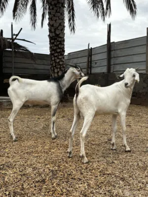 للبيع اغنام صوماله 2