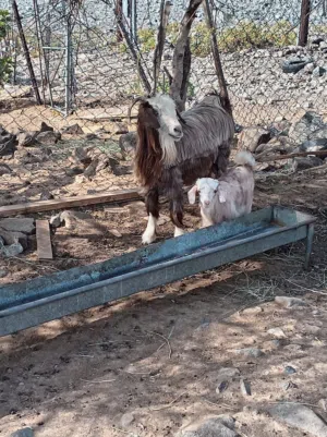 شاه جباليه خاليه من العذاريب
