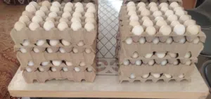 Al Mansoori Chicken Farm Ras Al Khaimah Type : Local Eggs Fumi French Arabic Enriched
