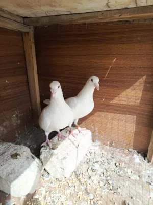 زواجل بيض نضيفات شكل  ونضافه و مضمونات على زجهه بياض