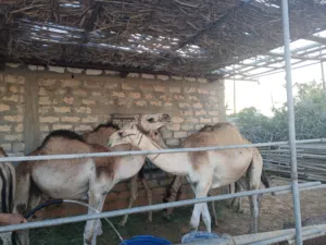 قعدان مشاءالله