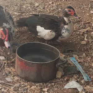 بط بلدي الصلاة على النبي اشي مرتب بصحة جيدة الحمدلله
