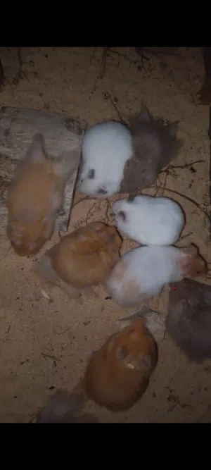 هامستر سوري
