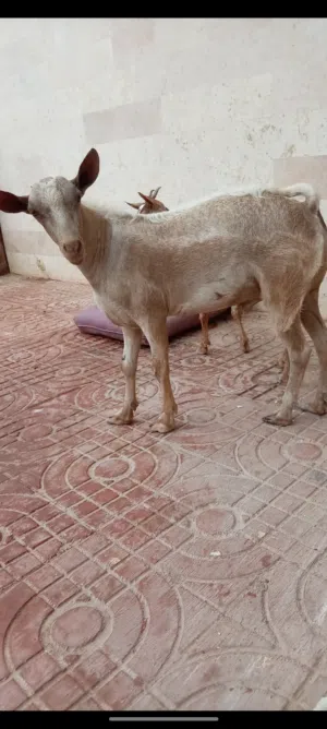 تيس محلي ممتاز إنتاج حلو
