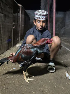 طير للميدان للبيع