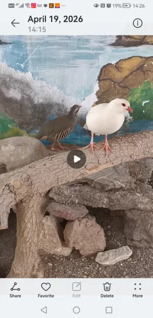 طيور الحجل الباكستاني للبيع