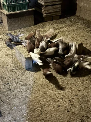 -حمام بلدي للبيع.