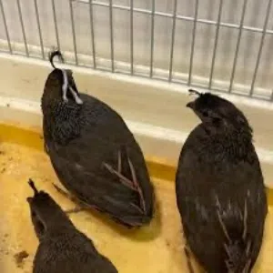 مطلوب فري كاليفورنيا