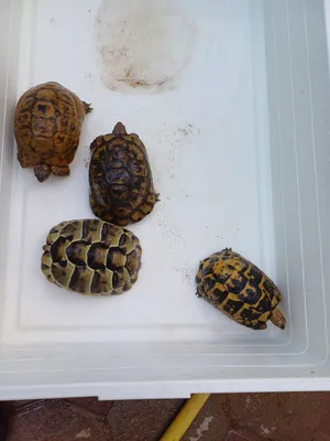 Turtles1