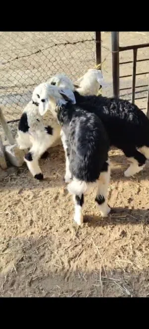 ذبايح حملان للبيع