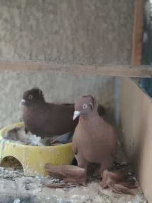 حمام زينه نفاخ ورواعب كلش نضيف للبيع