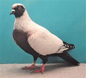 مطلوب نسيم اليل