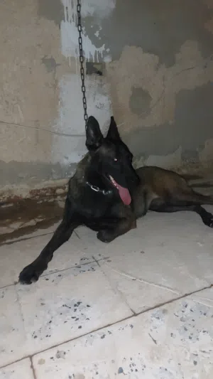 نتايا ملينوا ربي يبارك للبيع (اقراء الوصف)